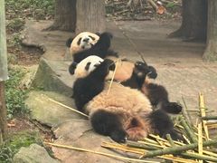 -都江堰中华大熊猫苑