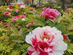 -洛阳市牡丹公园