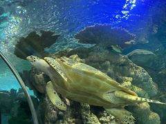 -上海海洋水族馆