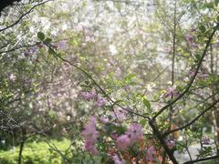 -杭州半山国家森林公园