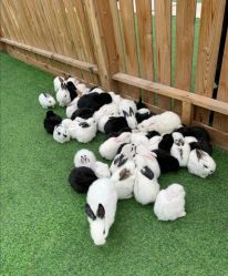 -萌宠亲子动物乐园(槐房万达店)