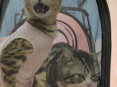 -北京博爱动物医院有限公司