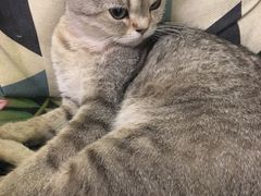 -猫色咖啡·猫咖