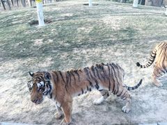 -北京野生动物园