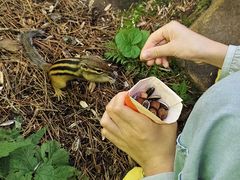 -五营红松林海景区