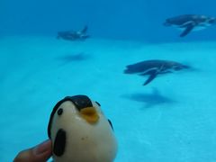 企鹅包-帝企鹅自助餐厅•儿童岛•真企鹅(长隆企鹅酒店)