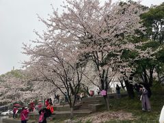 -武汉大学-樱园