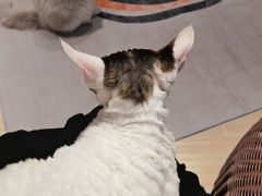 -momokira米努特·德文卷毛猫·棉花面纱犬