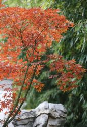 -颐和宾馆宴会厅