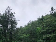 -四明山国家森林公园