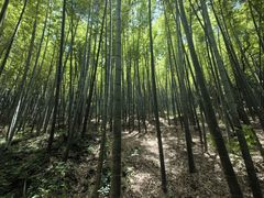 -上海佘山国家森林公园天马山园