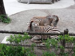-上海野生动物园