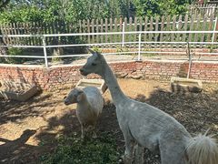 -丽泽山庄·生态怀柔菜·虹鳟鱼(红螺寺店)
