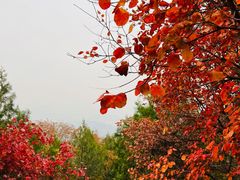 -红螺寺