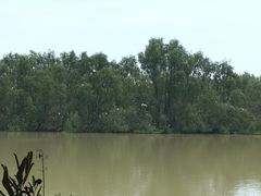 -大湾区中央湿地公园
