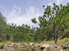 -遵化市禅林寺古银杏风景园
