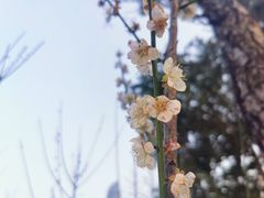 -荔枝公园(福田区)