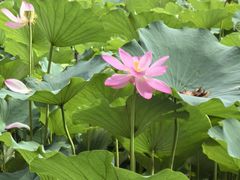 -莲花池公园