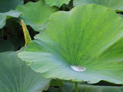 -荷塘月色湿地公园·向阳花洲
