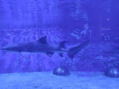 -成都浩海立方海洋公园