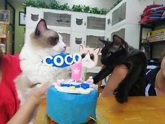 -东方名猫馆·英短金渐层布偶猫舍(环线广场1号楼店)