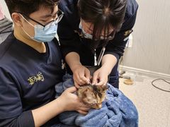 -喜多萌中农锦绣动物医院24H·猫科·牙科MRI·CT