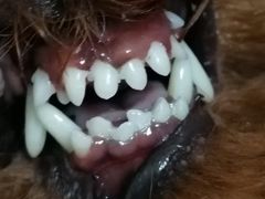 -菲丽丝宠物医院·24小时·猫科中心·免疫点(淮海分院)