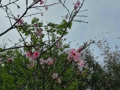-天适樱花悠乐园