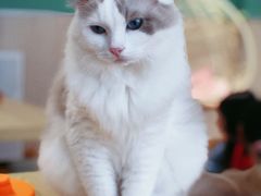 -绒爪撸猫下午茶·猫咖