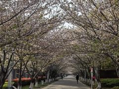 -高东镇樱花园