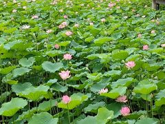 -荔湾湖公园