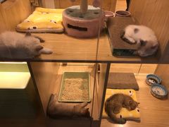 -屋虎猫馆(宝安大仟里店)