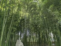 -陈家山荷花公园