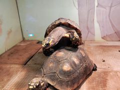 -上海大自然野生昆虫馆