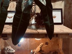 -Rabbit Cafe私房西餐甜点咖啡(栖霞路店)