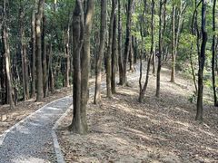 -火炉山森林公园