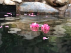 -凤翔首邑温泉度假村