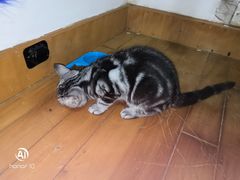 -喵zoo家庭繁育猫舍(尖东智能花园店)