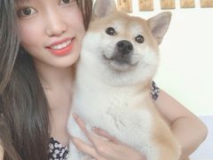 柴犬小屋·撸柴体验-柴犬小屋·柴餐厅·狗咖食堂(金鼎广场店)