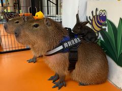 -北京野生动物园