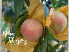 -老袁家蜜桃农场·阳山水蜜桃
