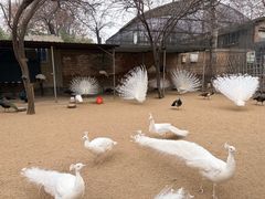 -保定市动物园