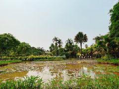 -中国科学院西双版纳热带植物园