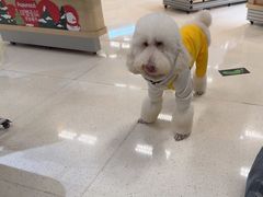 -帕帕拉兹宠物(亚洲旗舰店)