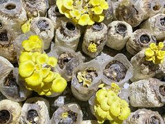 黄金菇-仙蘑洞