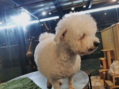 -more than meow吴止猫主题餐厅(承德 中船汇店)