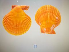 -青岛贝壳博物馆
