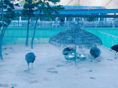 -西霞口神雕山野生动物世界