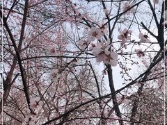 -桃花堤公园