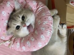 -Bastet sally猫舍购宠(静安店)